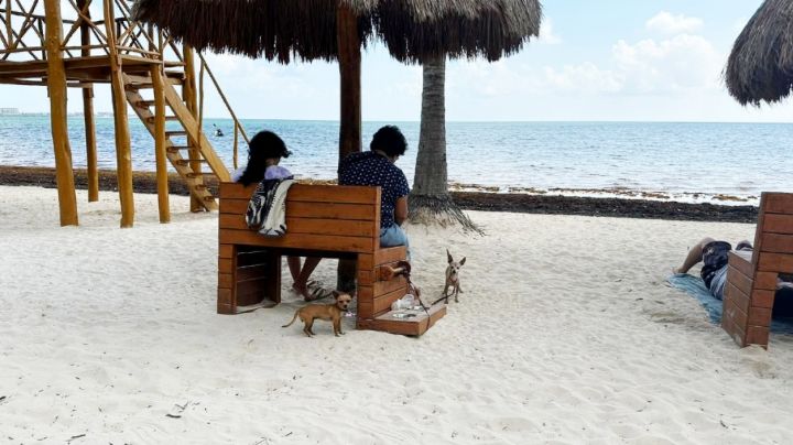 Ni el sargazo impide a bañistas de disfrutar de la Playa en Cancún este domingo de Carnaval: EN VIVO