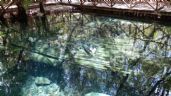 Invasión de manglares, problema grave y lamentable en Yucatán: Profepa
