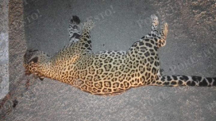 Atropellan a un jaguar en Playa del Carmen