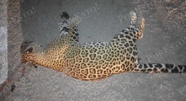 Atropellan a un jaguar en Playa del Carmen