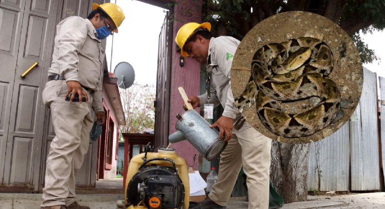 Mérida ,'amenazada' por aparición de serpientes; solo dos empresas atienden los casos