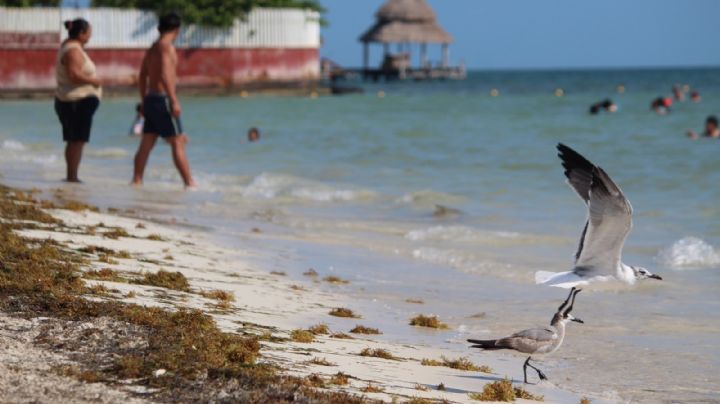 Limpian a medias el sargazo de las playas en Cancún