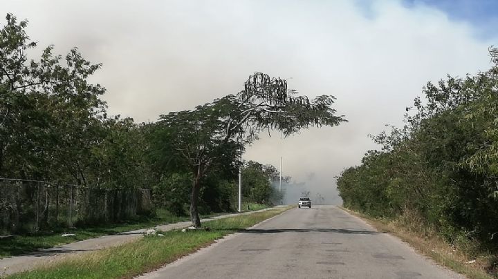 Nube tóxica y enjambre de moscas verdes atacan a fraccionamientos de Mérida