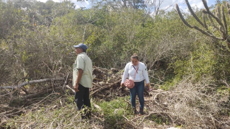 Profepa 'acorrala' tierras de un empresario por deforestación en Dzemul