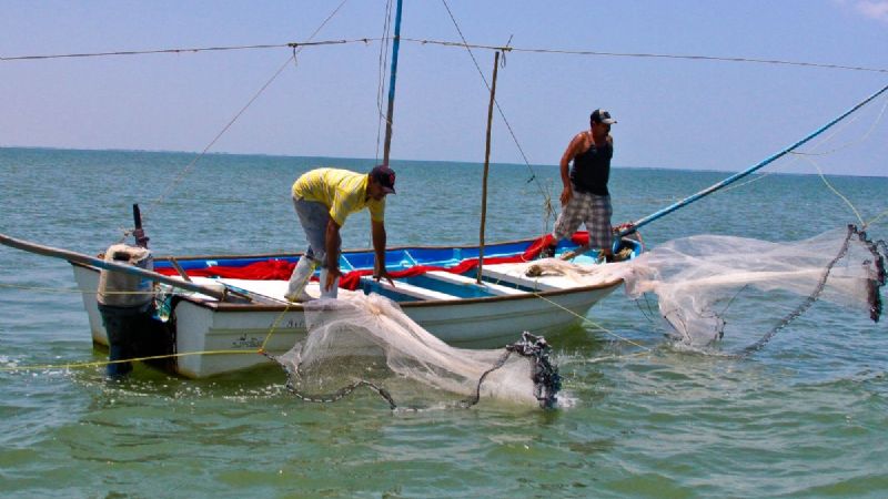 Pescadores reportan mala temporada de captura de camarón en Campeche