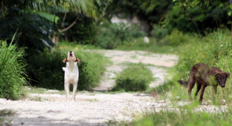 Quintana Roo: Reportan el primer caso de zoofilia del 2023 en Othón P. Blanco