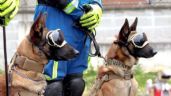 Binomios caninos mexicanos salen rumbo a Turquía a salvar vidas