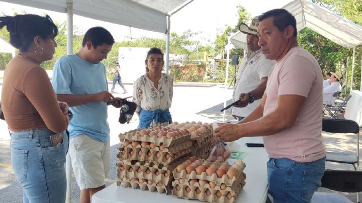 Gripe aviar causa aumento en el precio del huevo en Playa del Carmen