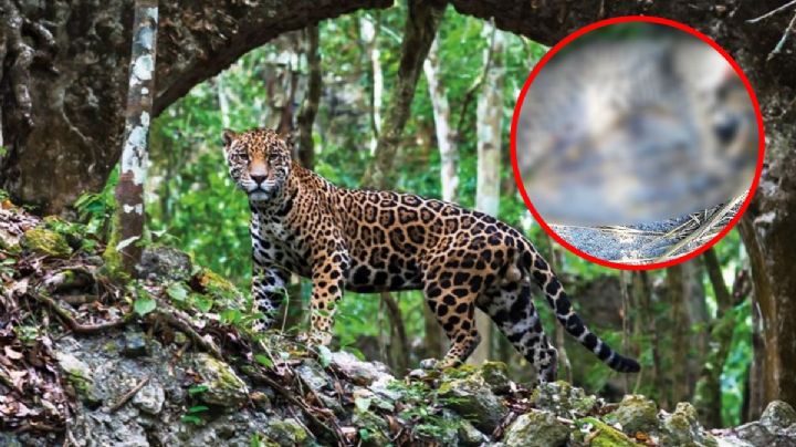 Aparece jaguar sin cabeza en Candelaria