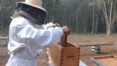 Se desploma precio de la miel ante sequía en Felipe Carrillo Puerto
