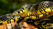 ¿Serpiente Chaycan, de las más venenosas de Yucatán? Esto es lo que se sabe