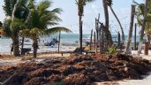 Más de 13 mil toneladas de sargazo arribaran a las costas de Quintana Roo en los próximos días