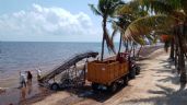 Realizan trabajos de limpieza de sargazo en la Playa Caracol en Cancún: EN VIVO