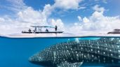 'Desaparece' tiburón ballena en Quintana Roo; sólo se han visto dos este 2023