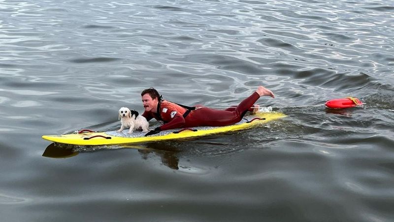 Salvavidas rescata a perrita que estaba a punto de ahogarse en el mar: VIDEO