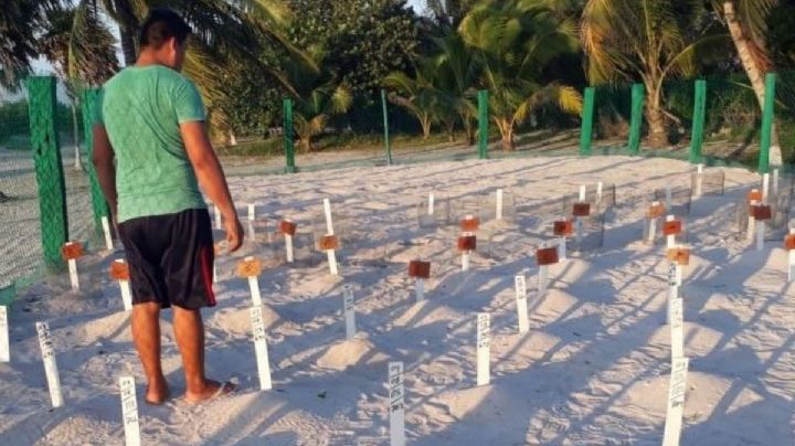 Campamento tortuguero pide respetar zonas de nidos en Playa Bonita, Campeche