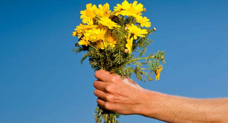 ¿Qué significan las flores amarillas y por qué se regalan el 21 de marzo?
