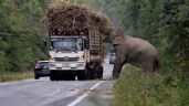 Elefante 'asalta' camiones con caña de azúcar en las carreteras de Tailandia