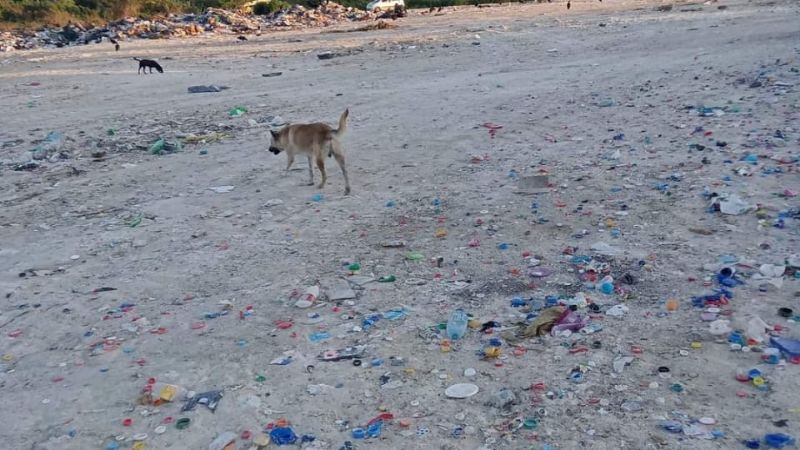 Matan a perros en basurero municipal de Candelaria