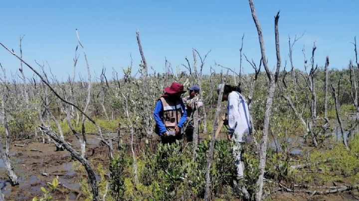 Lluvia ácida de Pemex contamina 8 mil hectáreas de manglar en la Península de Atasta
