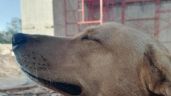 Perrita del Tren Maya da a luz a 9 cachorros en Yucatán; buscan un hogar