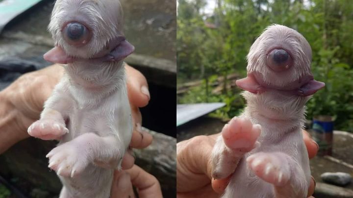 Nace perrito con un solo ojo: Reviven en redes el extraño suceso