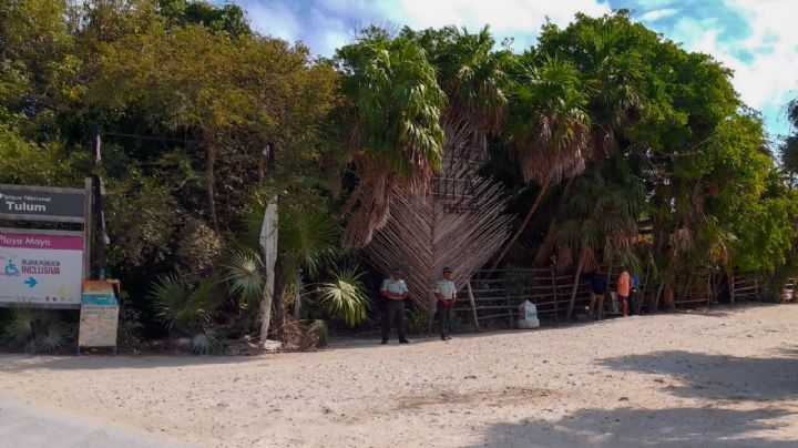 Registran gran recalé de sargazo en las playas de Tulum: EN VIVO
