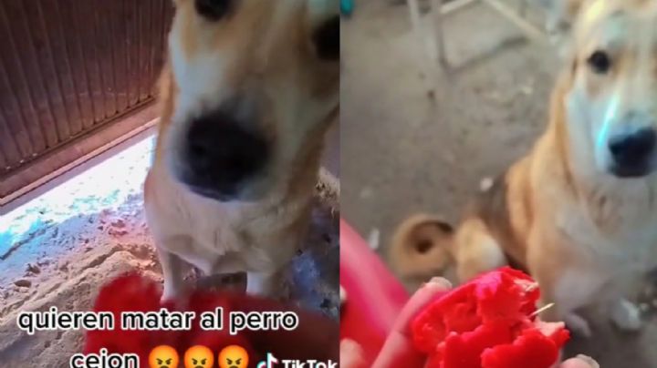 En Torreón, intentan matar a un perrito con agujas escondidas en su comida