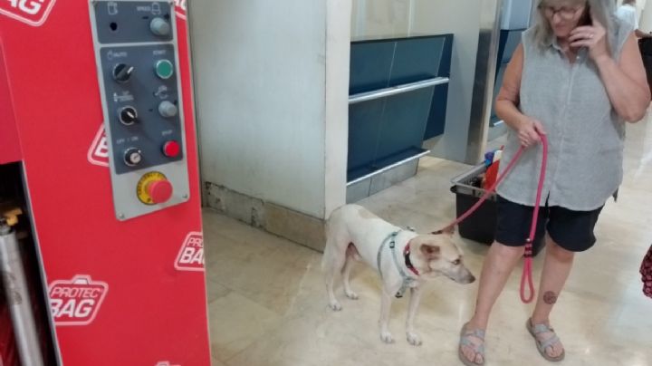 Aeropuerto de Cancún: 'Lomito', perro de Yucatán viaja a Canadá con su nueva familia