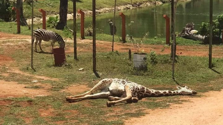 Muere una jirafa en el zoológico de Animaya en Ciudad Caucel en Mérida