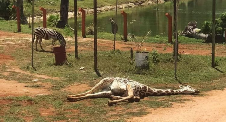 Muere una jirafa en el zoológico de Animaya en Ciudad Caucel en Mérida