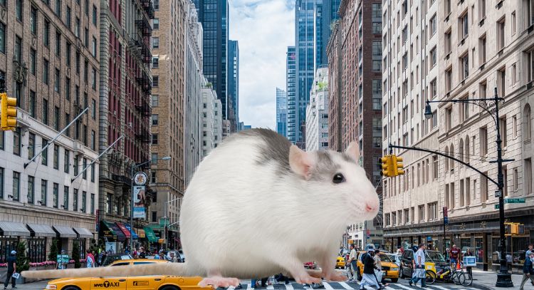 Nueva York crea plan para acabar con las ratas en la ciudad