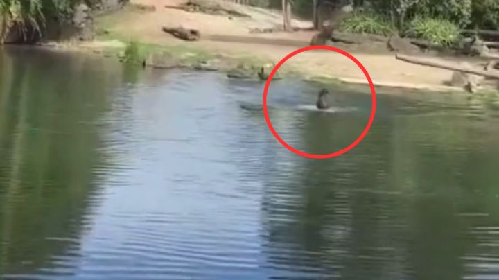 Hombre nada de muertito en estanque de rinocerontes y antílopes en un Zoológico: VIDEO