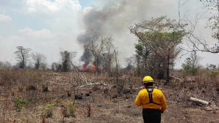 Caza furtiva y hornos clandestinos de carbón, principales causas de incendios forestales en Campeche