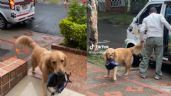 Perro regresa de la guardería con su lonchera y se vuelve viral en TikTok: VIDEO