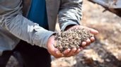 Servicio de Calidad Agroalimentaria inicia averiguaciones sobre la muerte de abejas en Hopelchen