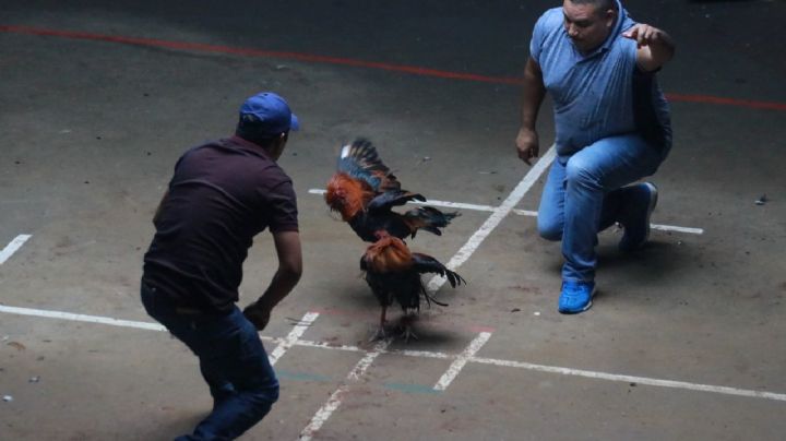 Gallo de pelea ataca a su dueño en un palenque en Colima: VIDEO