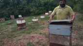 Instituto de Ecología investiga muerte de abejas en Hopelchén, Campeche