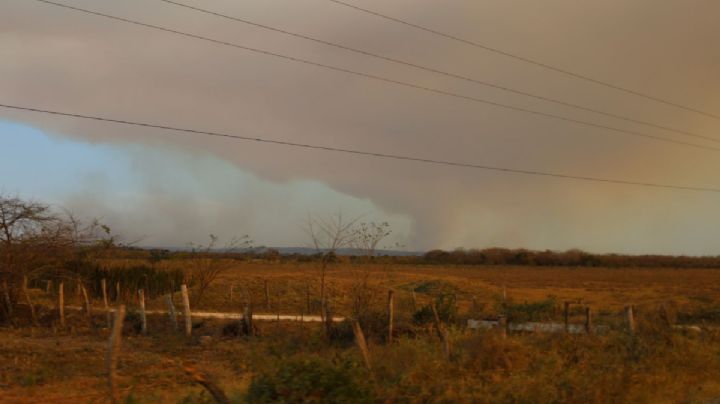 Incendios en Campeche han consumido más de 2 mil hectáreas de pastizales
