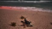 Urge limpieza en playas de Quintana Roo ante la temporada de anidación de tortugas
