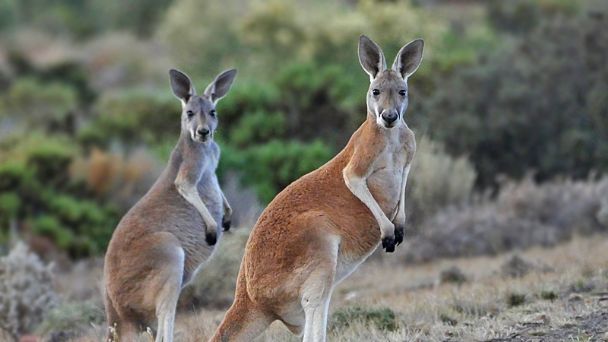 En Australia, planean matanza de 5 millones de canguros para fabricar  artículos de piel | PorEsto