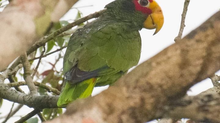 Denuncian venta de aves exóticas en Tizimín por Facebook; cuestan más de mil pesos