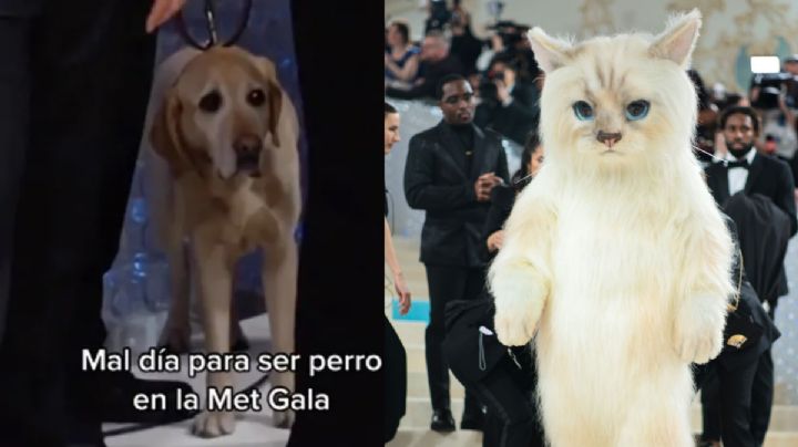 Perrito se sorprende al ver a un gato gigante en la Met Gala 2023: VIDEO