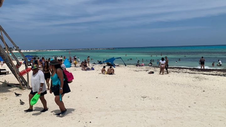 Sargazo invade arenales de Playa Gaviota en Cancún: EN VIVO