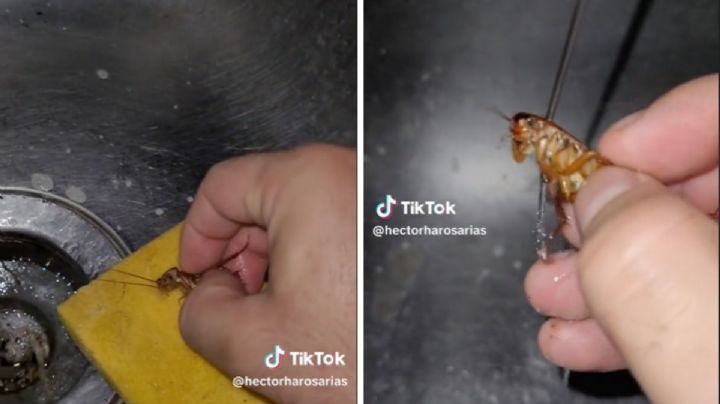 Hombre le da un baño a una cucaracha y se hace viral en TikTok
