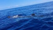 Otorgan permisos a 80 embarcaciones de Holbox para tours con tiburón ballena