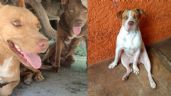 Golpe de calor afecta a los lomitos en Cancún; veterinarios piden protegerlos