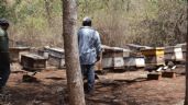 Colegio de Chiapas revela la causa de muerte de miles de abejas en Hopelchen