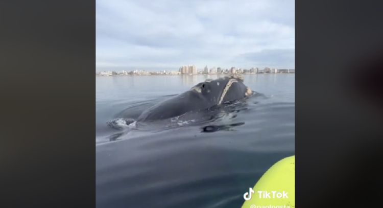 Hombre queda atrapado en medio del mar por tres ballenas: VIDEO