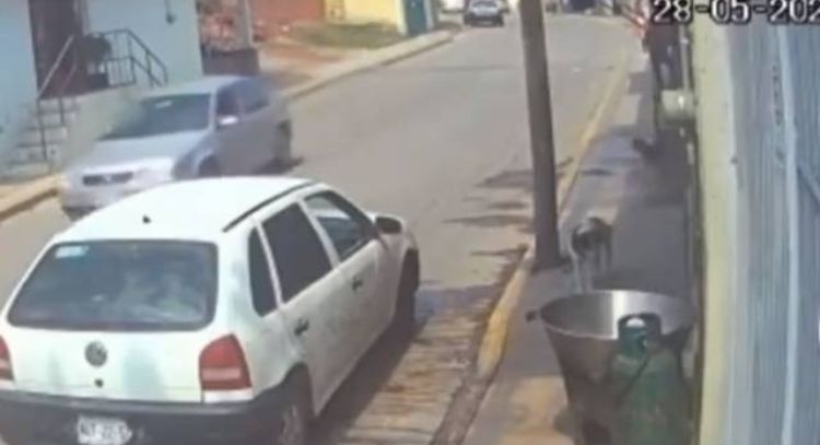 Hombre mete a perrito a un cazo con aceite hirviendo en Tecámac: VIDEO
